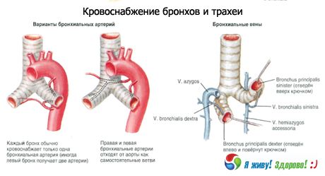 Bronchi