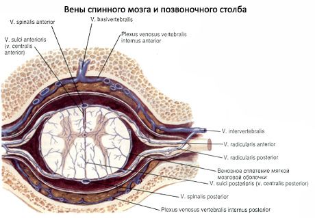 Seljaaju