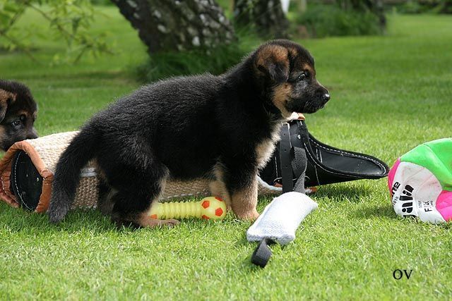 Koera tuleb kutsikana sotsialiseerida.