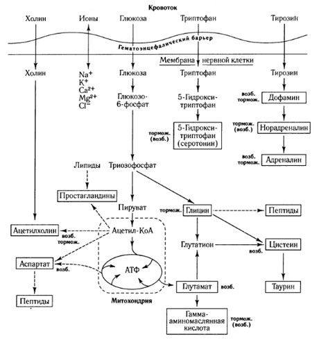 Vahendaja vahetuse viisid ja vere-aju barjääri roll ainevahetuses (aadressil: Shepherd, 1987)