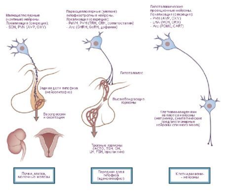 Hüpotalamus.  Hüpotalamuse kolme tüüpi neuronsekretoorsed rakud.