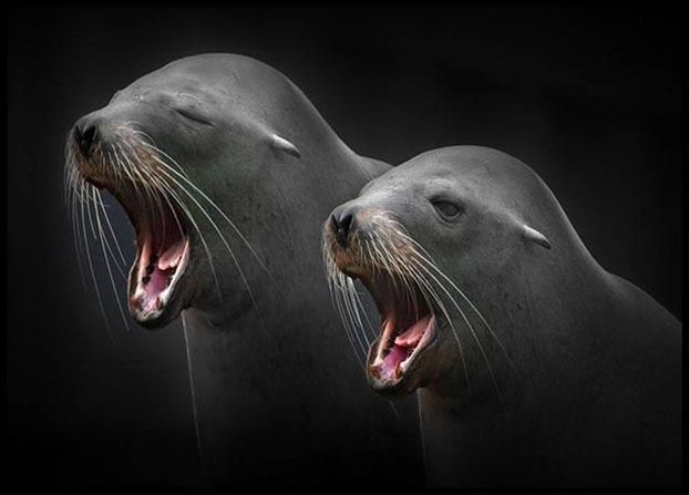 Teadlased on uue H3N8 gripiviiruse pärast mures