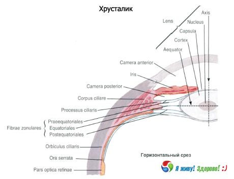Objektiiv.  Objektiivi struktuur
