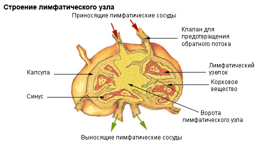 Lümfisõlmed