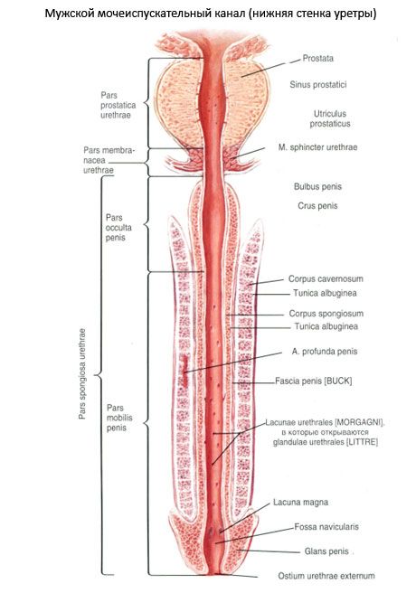 Meeste ureetra, meeste ureetra