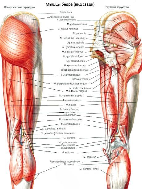 Bicepside femoris
