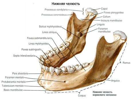 Alumine lõualuu