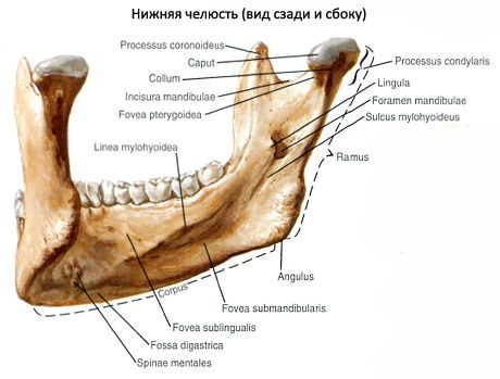 Alumine lõualuu