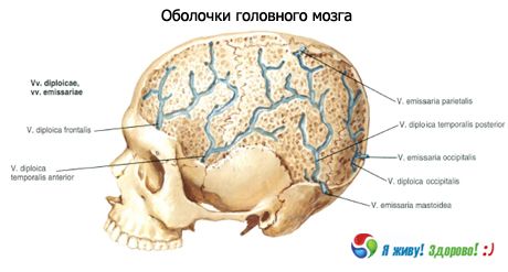 Aju kestad