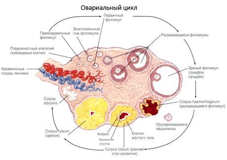 Ovogenees.  Menstruaaltsükkel