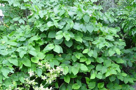 Cava toodetakse põõsaste juurest (Piper methysticum)
