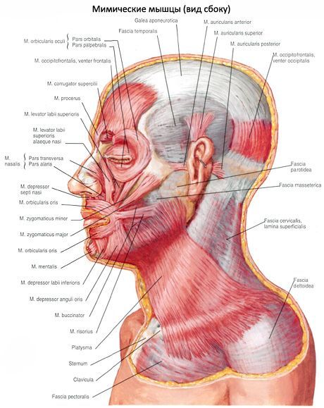 Kaela nahaalune lihas (platysma)