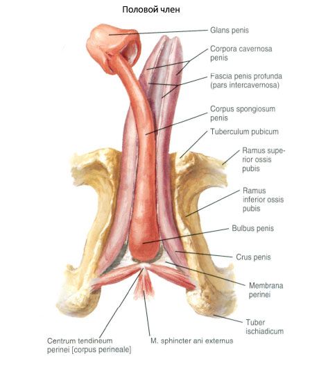 Seksuaalne peenis (peenis)