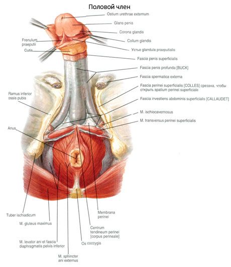 Seksuaalne peenis (peenis)