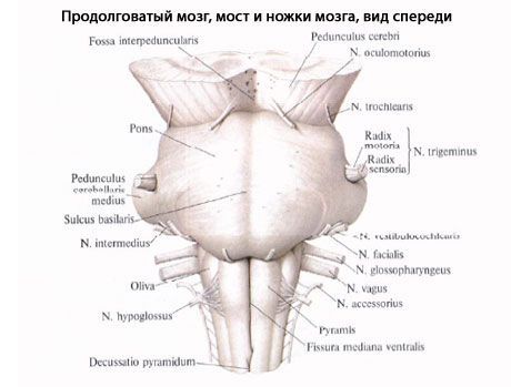 Piklikmedulla