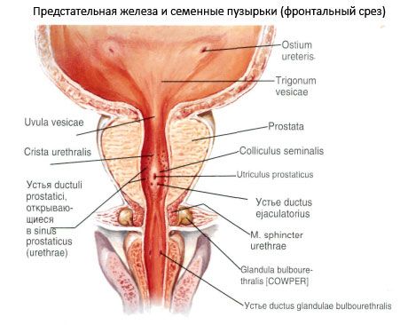Barburethral nääre