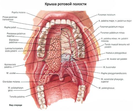 Suuõõnes