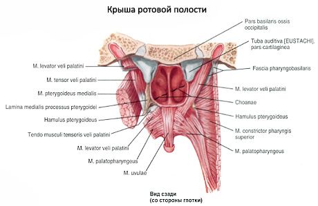 Suuõõne