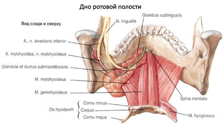 Submandibulaarsed süljenäärmed 