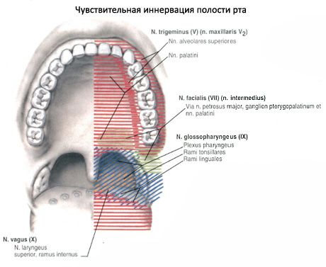 Suuõõnes