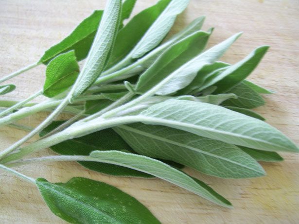 Salvei