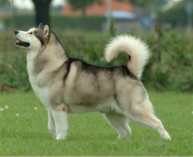 Hiiglaslik Alaska malamuut