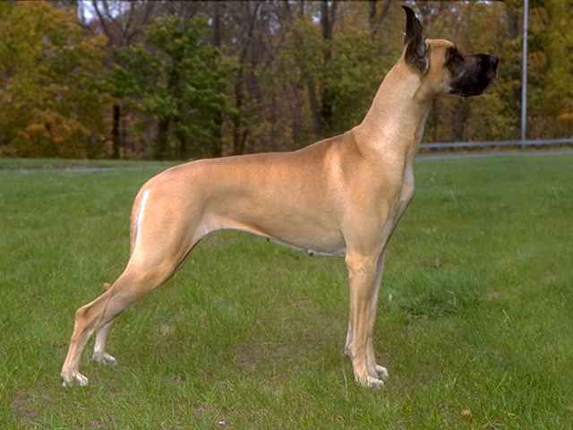 Suur dogi