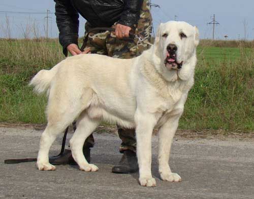 Kesk-Aasia lambakoer