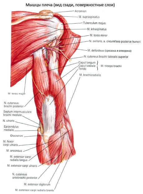 Triceps brachialis lihas (triiceps pelžeka)
