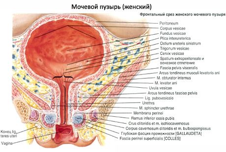 Naiste ureetra, emase limaskesta